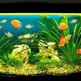 golden fish tank